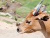 20090502 SanDiegoWildlifePark22.jpg